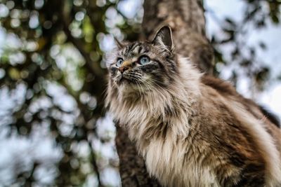 Low angle view of cat on tree