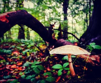 Close-up of mushroom growing in forest