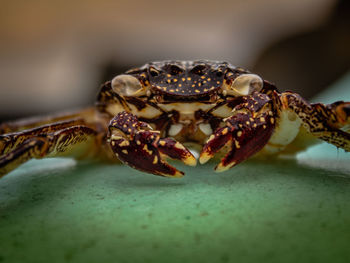 Close-up of spider on table