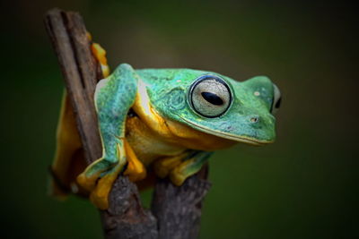 Close-up of frog