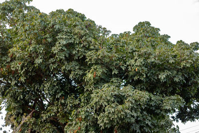 Low angle view of fresh plants against sky