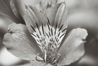 Close-up of flower blooming outdoors