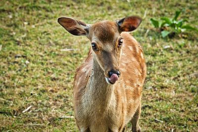 Portrait of deer on field