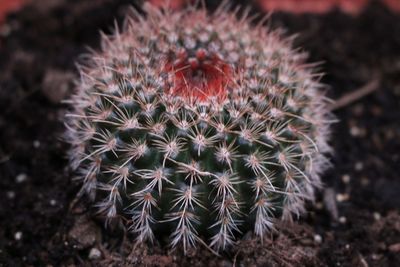 Close-up of cactus growing on field