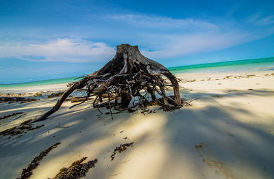 Driftwood on beach against sky