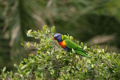 Rainbow lorikeet perching on plant