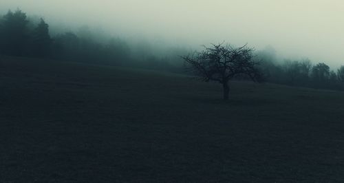 Bare tree on landscape against sky