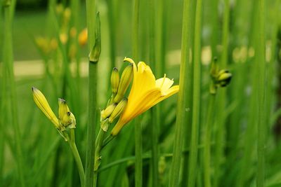 Close-up of yellow flowers blooming in field