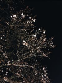 Low angle view of illuminated tree at night