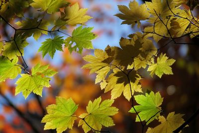 Autumn leaves on tree