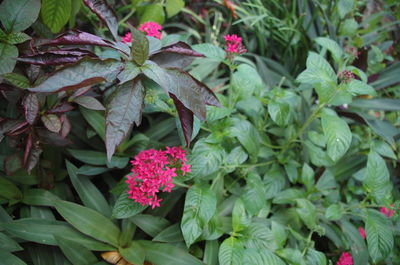 Close-up of pink flowers