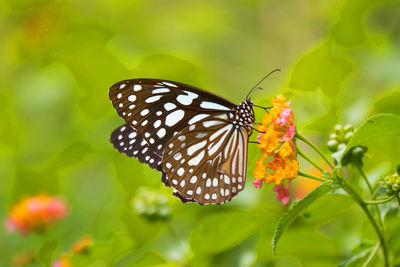 Close-up of butterfly pollinating on flower
