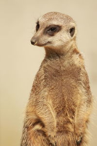 Close-up of a rabbit looking away