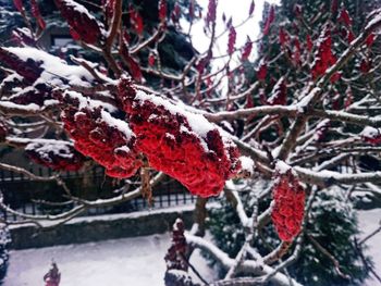 Snow covered trees