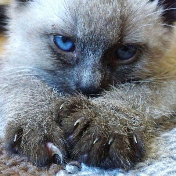 animal themes, one animal, pets, domestic animals, close-up, mammal, animal head, animal hair, animal body part, focus on foreground, animal eye, portrait, whisker, looking away, no people, snout, domestic cat, zoology, cat