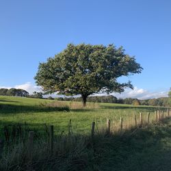 Tree on field against sky