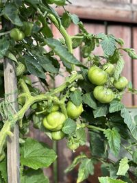 Close-up of tomatoes growing on tree