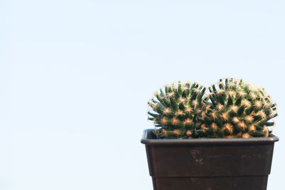 Close-up of potted cactus plant against white background