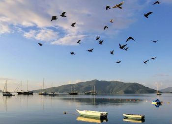 Birds flying over lake against sky