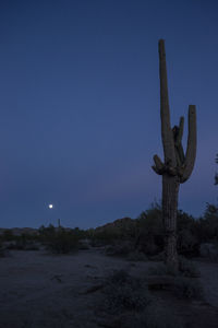 Cactus in desert against clear blue sky at night