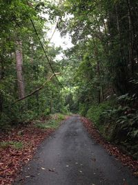 Road passing through forest