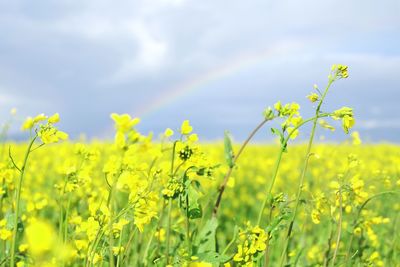 Scenic view of oilseed rape field against sky