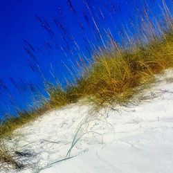 View of trees at night
