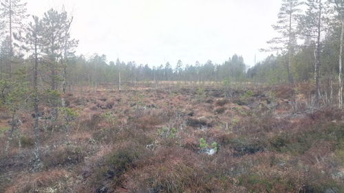 Plants growing on land in forest against sky