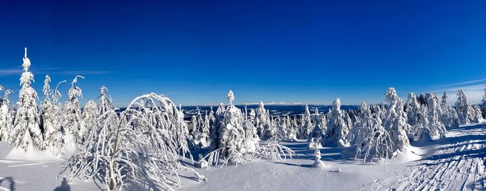 Snow covered plants against blue sky