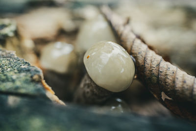 Close-up of shell on rock