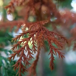 Close-up of plant against blurred background