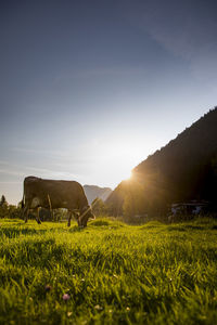 Scenic view of grassy field against sky