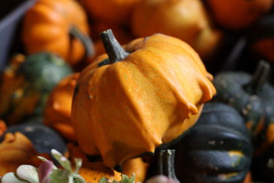 Close-up of pumpkin