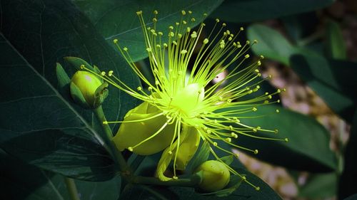 Close-up of flowers
