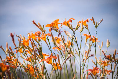 Close-up low angle view of plant against clear sky