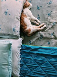 High angle view of cat sleeping on bed