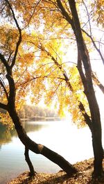 Trees in a forest