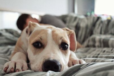 Portrait of dog lying on bed at home