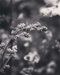 Close-up of flowers against blurred background