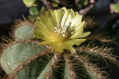 Close-up of succulent plant