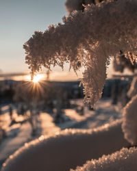 Close-up of snow on plants against sky during sunset