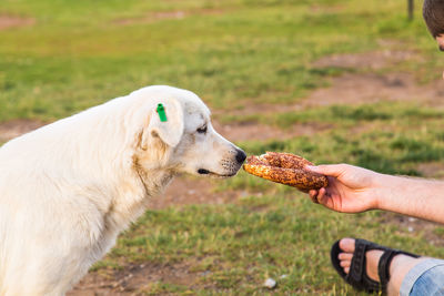 Close-up of hand holding dog