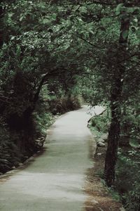 Footpath amidst trees in forest