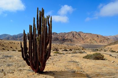 Cactus growing in desert against sky