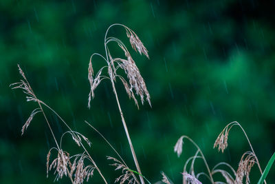 Close-up of wilted plant on field