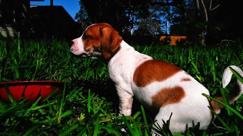 Dog in grassy field