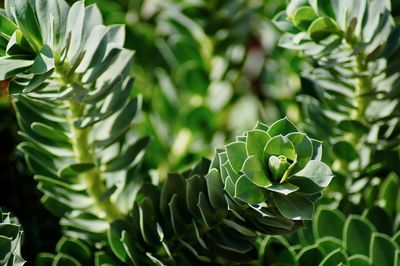 Close-up of succulent plant leaves