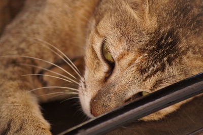 Close-up of a sleeping cat