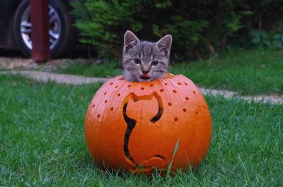 Portrait of cat in pumpkin on grass during halloween