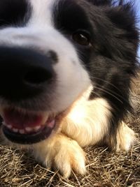 Close-up portrait of a dog